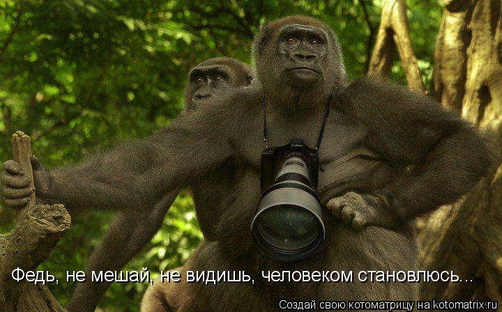 Федь, не мешай, не видишь, человеком становлюсь...... Котоматрица: Федь, не мешай, не видишь, человеком становлюсь...