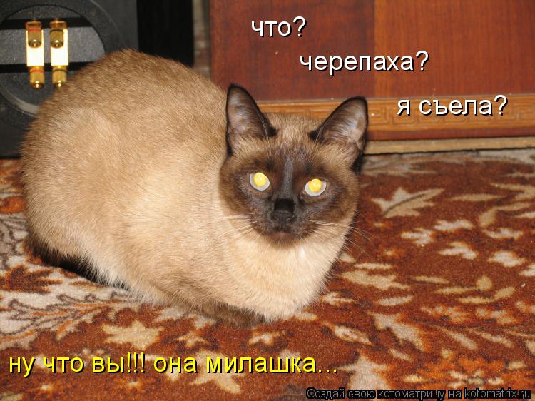 что? черепаха? я съела? ну что вы!!! она милашка...... Котоматрица: что? черепаха? я съела? ну что вы!!! она милашка...