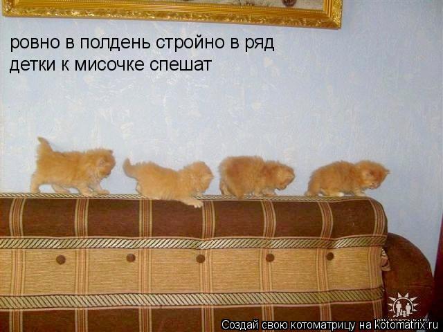 ровно в полдень стройно в ряд детки к мисочке спешат... Котоматрица: ровно в полдень стройно в ряд детки к мисочке спешат