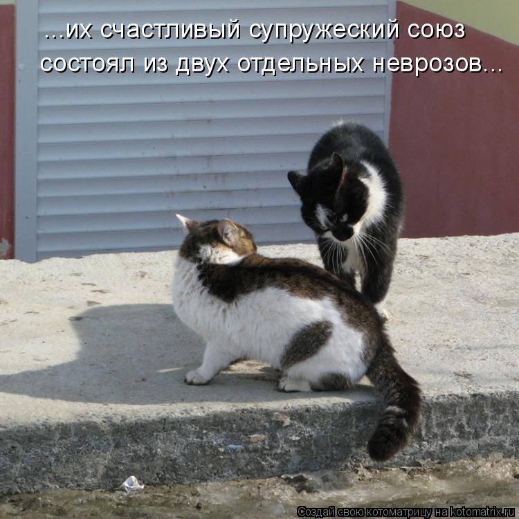 Котоматрица: ...их счастливый супружеский союз состоял из двух отдельных неврозов...