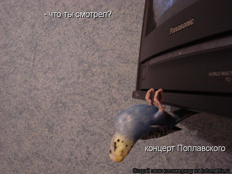 - что ты смотрел? концерт Поплавского... Котоматрица: - что ты смотрел? концерт Поплавского