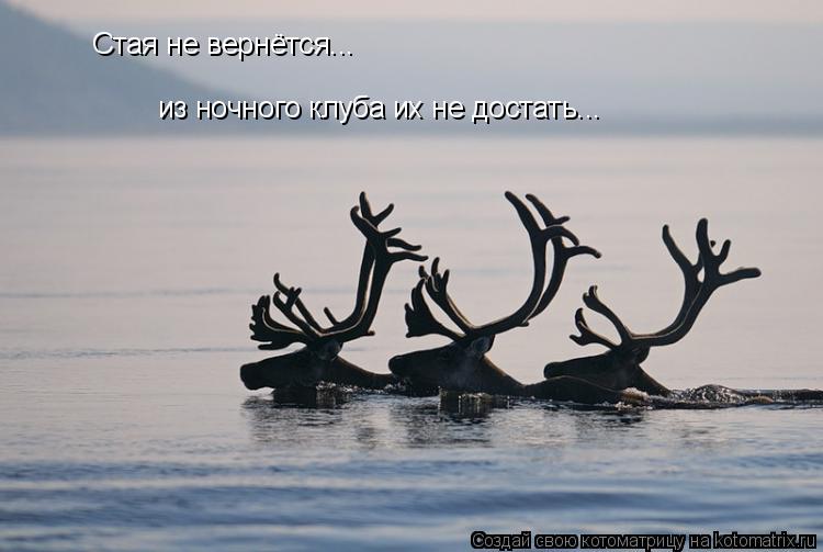 Стая не вернётся... из ночного клуба их не достать...... Котоматрица: Стая не вернётся... из ночного клуба их не достать...