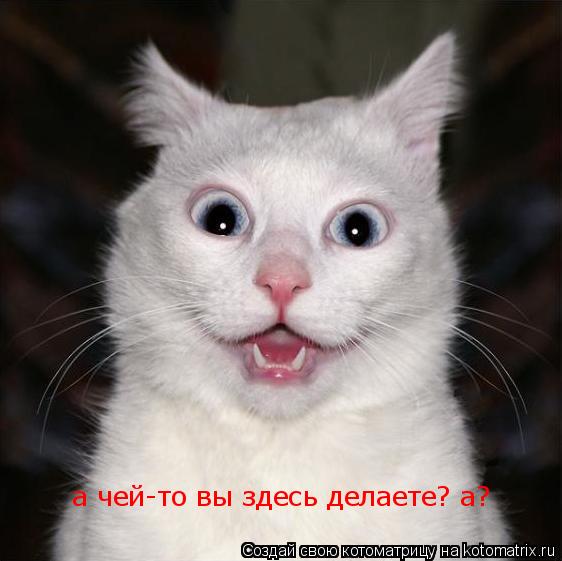 а чей-то вы здесь делаете? а?... Котоматрица: а чей-то вы здесь делаете? а?