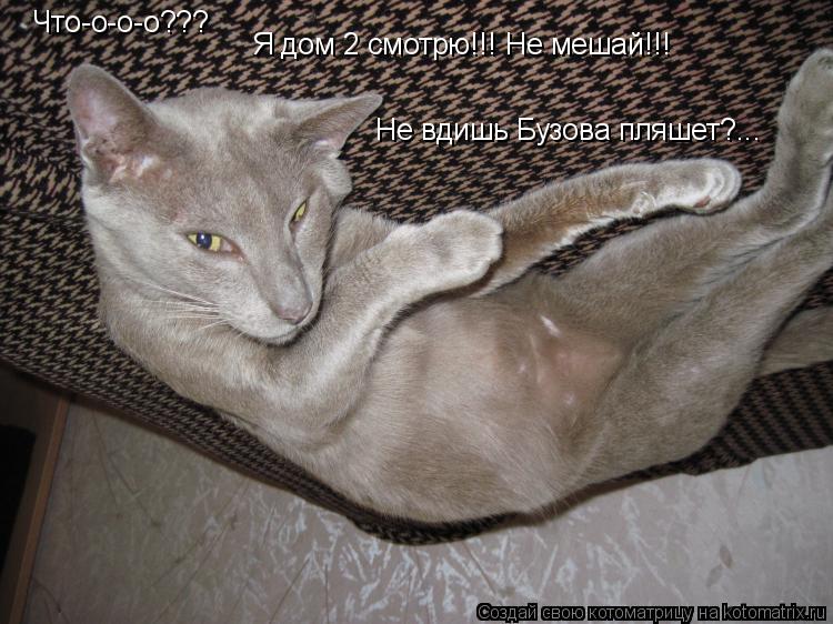 Что-о-о-о??? Не вдишь Бузова пляшет?... Я дом 2 смотрю!!! Не мешай!!!... Котоматрица: Что-о-о-о??? Не вдишь Бузова пляшет?... Я дом 2 смотрю!!! Не мешай!!!