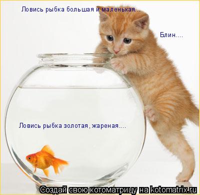 Ловись рыбка большая и маленькая... Блин.... Ловись рыбка золотая, жареная....... Котоматрица: Ловись рыбка большая и маленькая... Блин.... Ловись рыбка золотая, жареная....