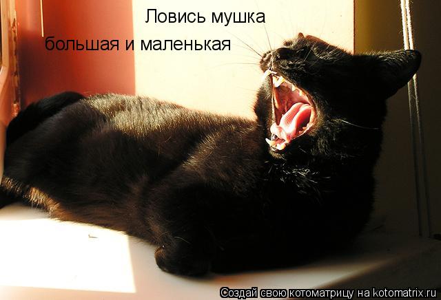 Ловись мушка большая и маленькая... Котоматрица: Ловись мушка большая и маленькая