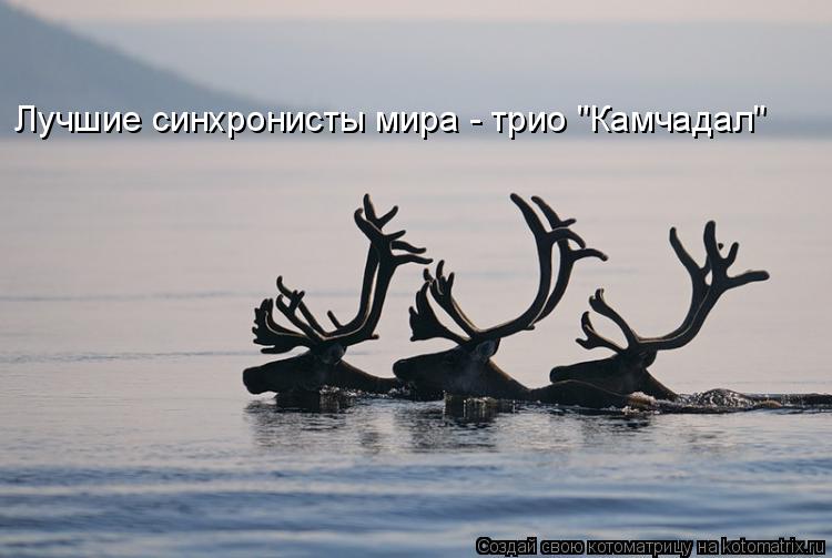 Лучшие синхронисты мира - трио "Камчадал"... Котоматрица: Лучшие синхронисты мира - трио "Камчадал"
