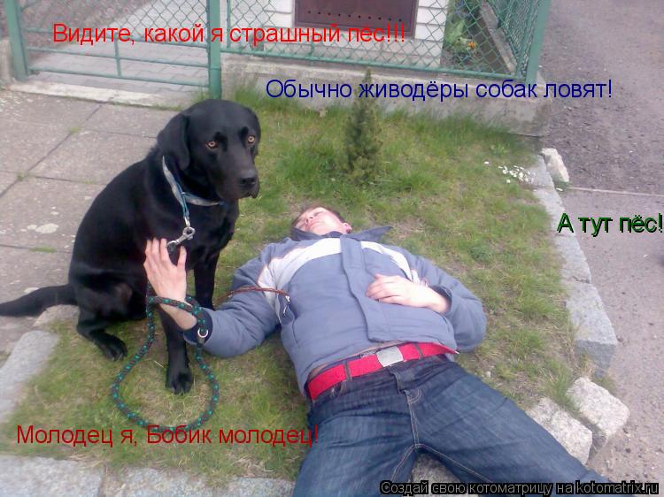 Видите, какой я страшный пёс!!! Обычно живодёры собак ловят! А тут пёс! Молодец я, Бобик молодец!... Котоматрица: Видите, какой я страшный пёс!!! Обычно живодёры собак ловят! А тут пёс! Молодец я, Бобик молодец!