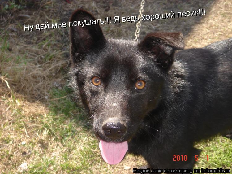 Ну дай мне покушать!!! Я ведь хороший пёсик!!!... Котоматрица: Ну дай мне покушать!!! Я ведь хороший пёсик!!!