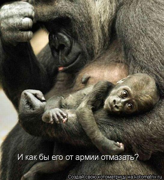 И как бы его от армии отмазать?... Котоматрица: И как бы его от армии отмазать?