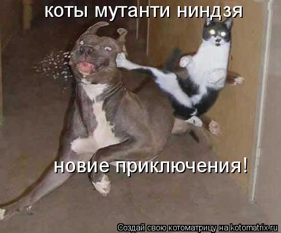 коты мутанти ниндзя новие приключения!... Котоматрица: коты мутанти ниндзя новие приключения!