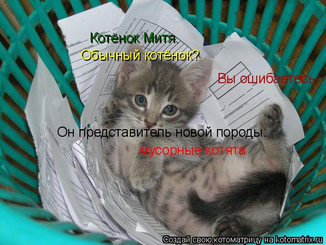 Котёнок Митя. Обычный котёнок? Вы ошибаетесь. Он представитель новой породы: мусорные котята... Котоматрица: Котёнок Митя. Обычный котёнок? Вы ошибаетесь. Он представитель новой породы: мусорные котята