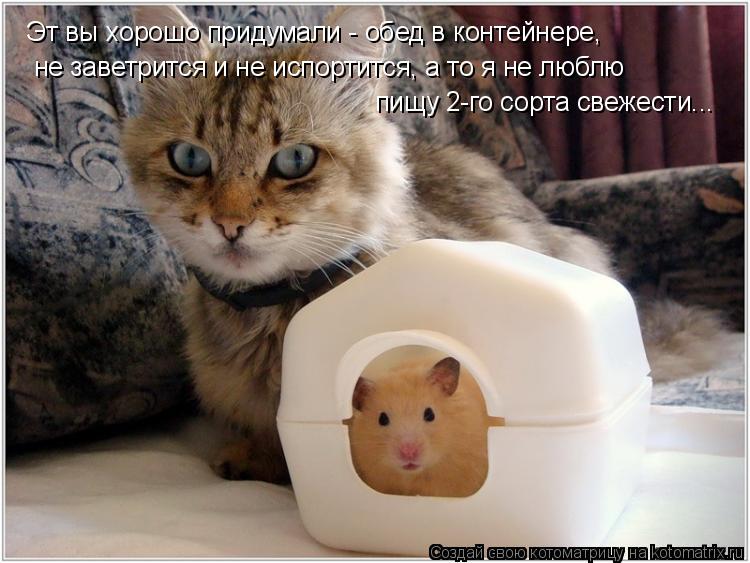 Котоматрица: Эт вы хорошо придумали - обед в контейнере, не заветрится и не испортится, а то я не люблю пищу 2-го сорта свежести...