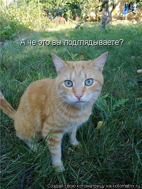 Котоматрица: А че это вы подглядываете?