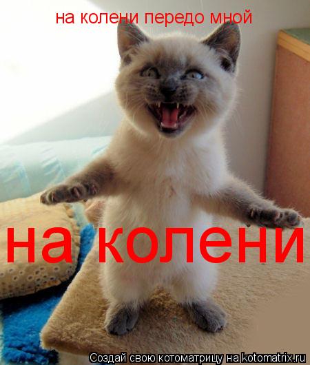 на колени на колени передо мной... Котоматрица: на колени на колени передо мной