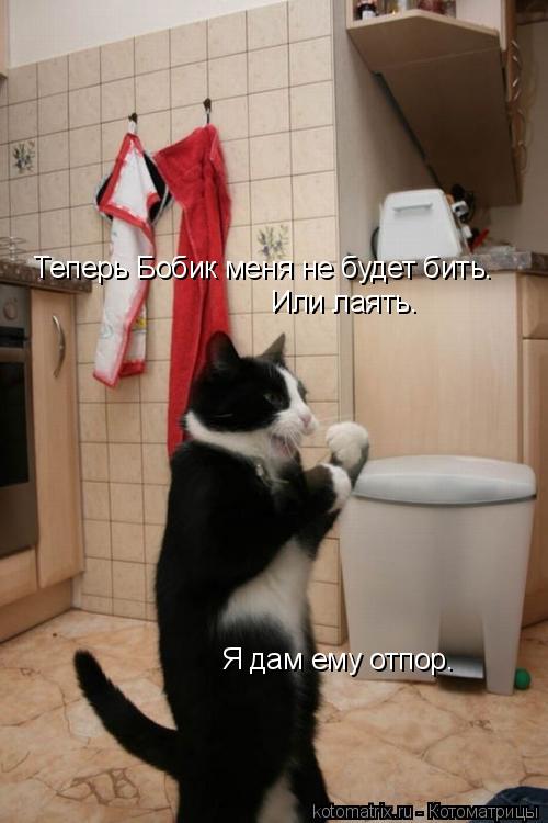 Теперь Бобик меня не будет бить. Или лаять. Я дам ему отпор.... Котоматрица: Теперь Бобик меня не будет бить. Или лаять. Я дам ему отпор.