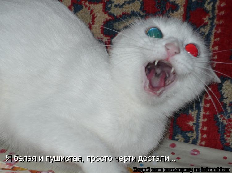 Я белая и пушистая, просто черти достали...... Котоматрица: Я белая и пушистая, просто черти достали...