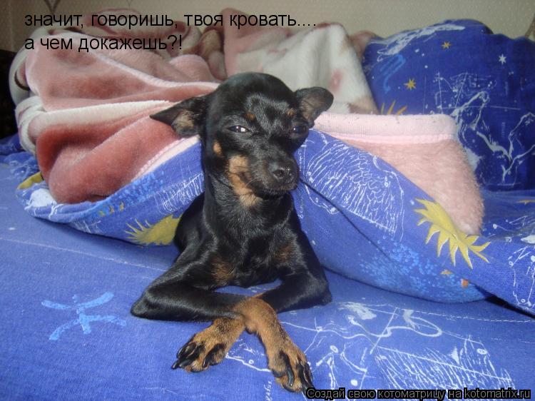 значит, говоришь, твоя кровать.... а чем докажешь?!... Котоматрица: значит, говоришь, твоя кровать.... а чем докажешь?!