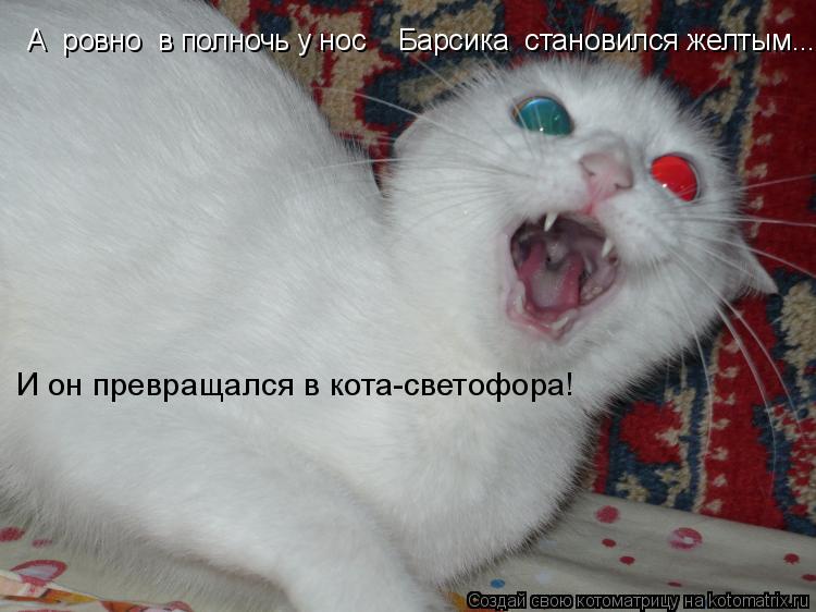 А ровно в полночь у нос Барсика становился желтым.... И он превращался в кота-светофора!... Котоматрица: А ровно в полночь у нос Барсика становился желтым.... И он превращался в кота-светофора!