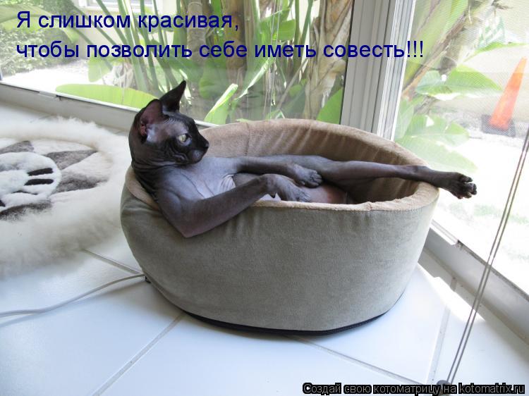 Я слишком красивая, чтобы позволить себе иметь совесть!!!... Котоматрица: Я слишком красивая, чтобы позволить себе иметь совесть!!!