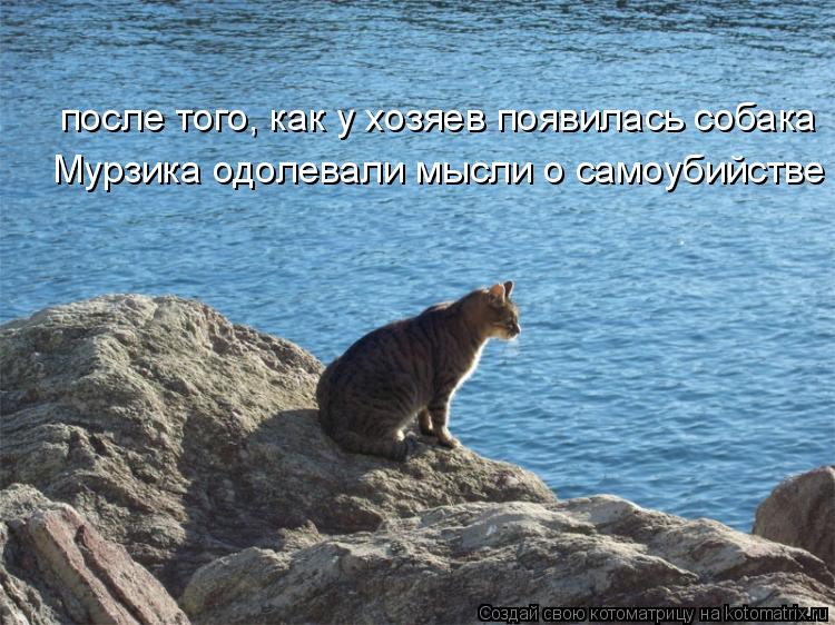 после того, как у хозяев появилась собака Мурзика одолевали мысли о самоубийстве... Котоматрица: после того, как у хозяев появилась собака Мурзика одолевали мысли о самоубийстве