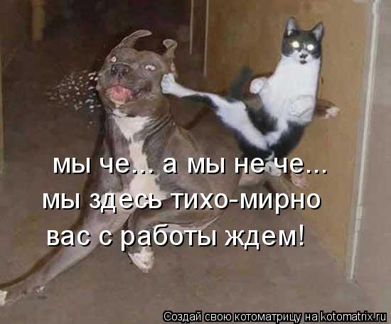 мы че... а мы не че... мы здесь тихо-мирно вас с работы ждем!... Котоматрица: мы че... а мы не че... мы здесь тихо-мирно вас с работы ждем!