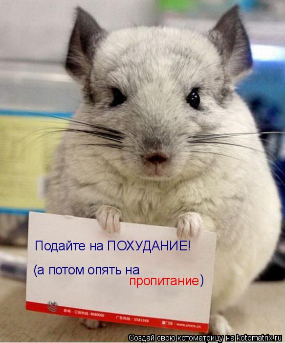 Подайте на ПОХУДАНИЕ! (а потом опять на пропитание )... Котоматрица: Подайте на ПОХУДАНИЕ! (а потом опять на пропитание )