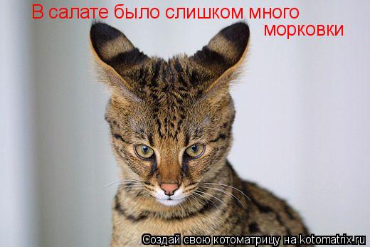 В салате было слишком много морковки... Котоматрица: В салате было слишком много морковки