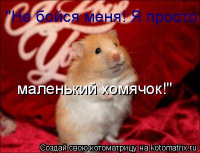 "Не бойся меня! Я просто маленький хомячок!"... Котоматрица: "Не бойся меня! Я просто маленький хомячок!"