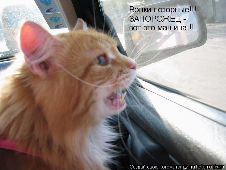 Волки позорные!!! ЗАПОРОЖЕЦ - вот это машина!!!... Котоматрица: Волки позорные!!! ЗАПОРОЖЕЦ - вот это машина!!!