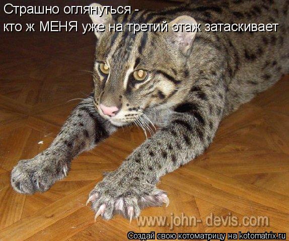 Страшно оглянуться - кто ж МЕНЯ уже на третий этаж затаскивает... Котоматрица: Страшно оглянуться - кто ж МЕНЯ уже на третий этаж затаскивает