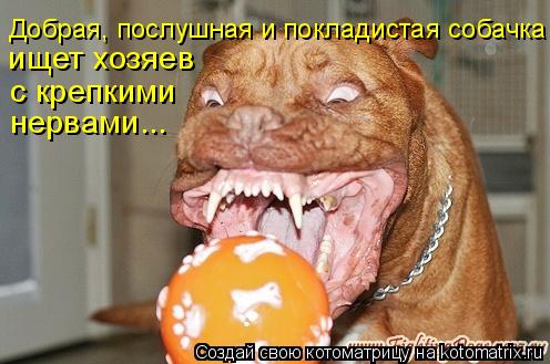 ищет хозяев с крепкими нервами... Добрая, послушная и покладистая собачка... Котоматрица: ищет хозяев с крепкими нервами... Добрая, послушная и покладистая собачка