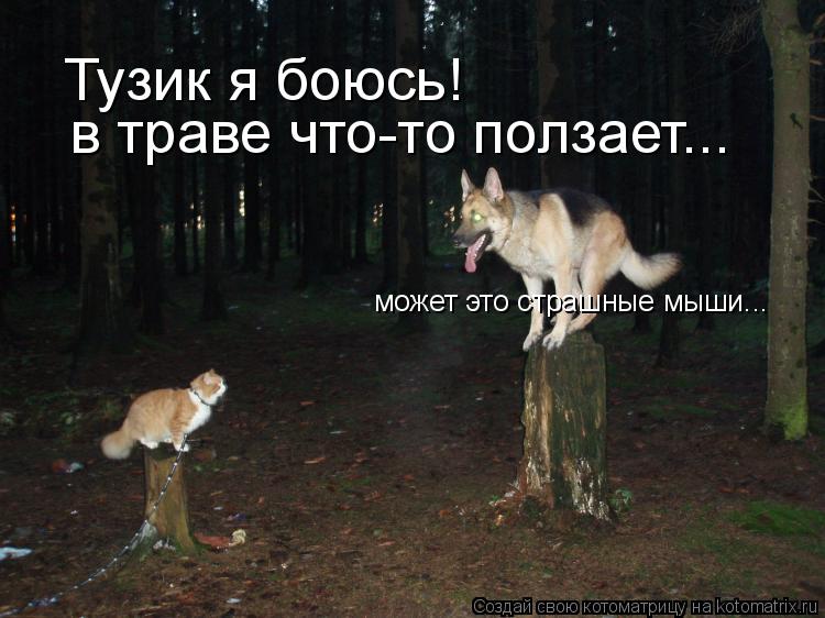 Тузик я боюсь! в траве что-то ползает... может это страшные мыши...... Котоматрица: Тузик я боюсь! в траве что-то ползает... может это страшные мыши...
