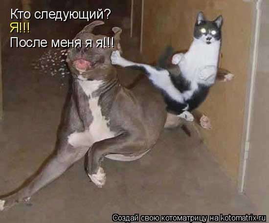 Кто следующий? Я!!! После меня я я!!!... Котоматрица: Кто следующий? Я!!! После меня я я!!!