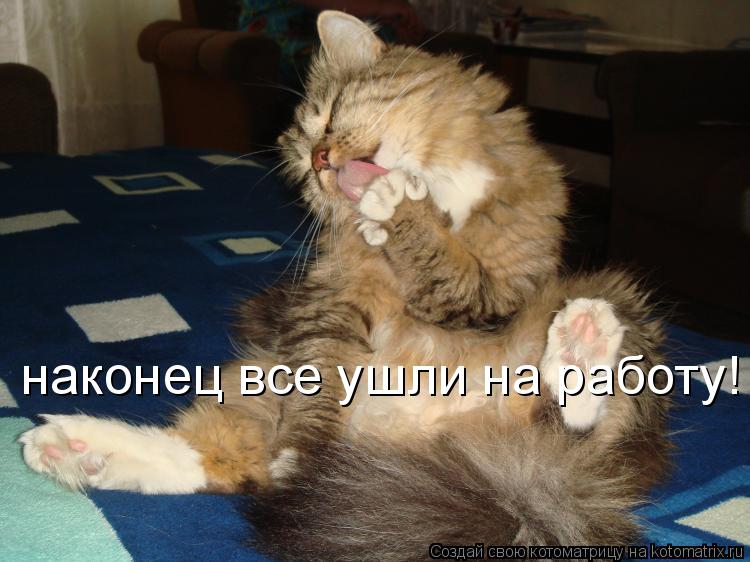 наконец все ушли на работу!... Котоматрица: наконец все ушли на работу!