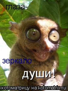 глаза- зеркало души!... Котоматрица: глаза- зеркало души!