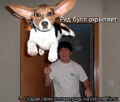 Ред булл окрыляет... Котоматрица: Ред булл окрыляет