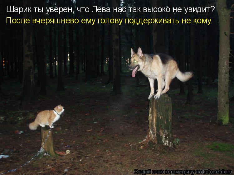 Шарик ты уверен, что Лёва нас так высоко не увидит? После вчеряшнево ему голову поддерживать не кому.... Котоматрица: Шарик ты уверен, что Лёва нас так высоко не увидит? После вчеряшнево ему голову поддерживать не кому.