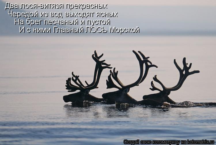 Два лося-витязя прекрасных Чередой из вод выходят ясных На брег песчаный и пустой И с ними Главный ЛО... Котоматрица: Два лося-витязя прекрасных Чередой из вод выходят ясных На брег песчаный и пустой И с ними Главный ЛОСЬ Морской