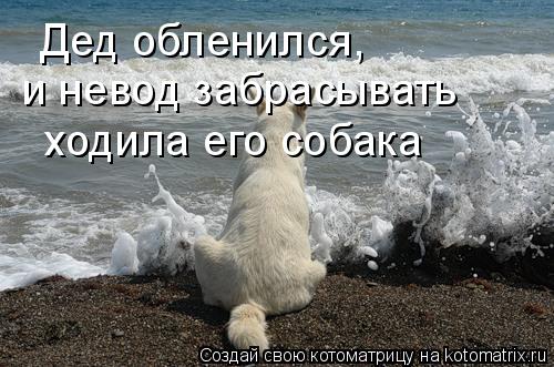 Дед обленился, и невод забрасывать ходила его собака... Котоматрица: Дед обленился, и невод забрасывать ходила его собака