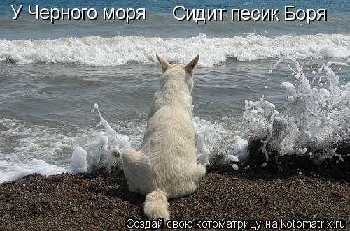 У Черного моря Сидит песик Боря... Котоматрица: У Черного моря Сидит песик Боря