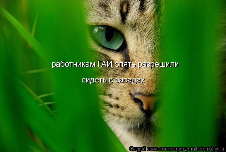работникам ГАИ опять разрешили сидеть в засадах... Котоматрица: работникам ГАИ опять разрешили сидеть в засадах
