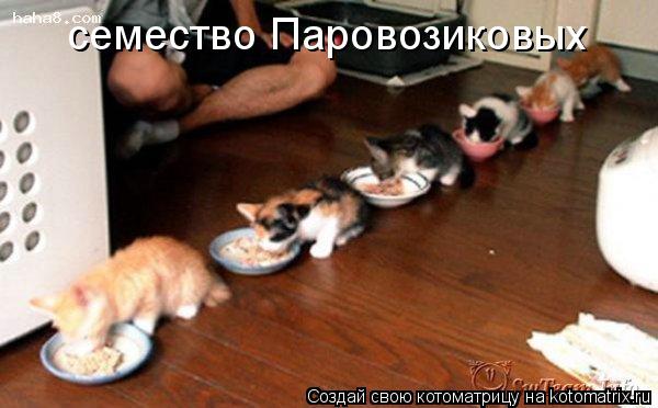 семество Паровозиковых... Котоматрица: семество Паровозиковых