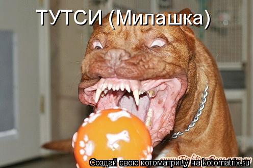 ТУТСИ (Милашка)... Котоматрица: ТУТСИ (Милашка)