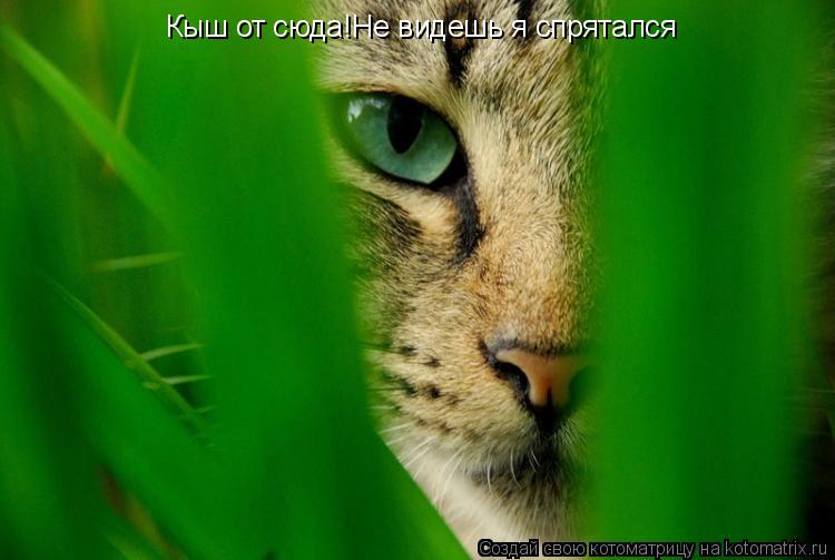 Кыш от сюда!Не видешь я спрятался... Котоматрица: Кыш от сюда!Не видешь я спрятался