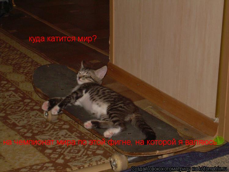 куда катится мир? на чемпионат мира по этой фигне, на которой я валяюсь... Котоматрица: куда катится мир? на чемпионат мира по этой фигне, на которой я валяюсь