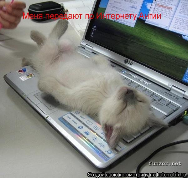 Меня передают по Интернету Ангии... Котоматрица: Меня передают по Интернету Ангии