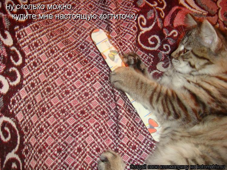 ну сколько можно...... купите мне настоящую когтиточку... Котоматрица: ну сколько можно...... купите мне настоящую когтиточку