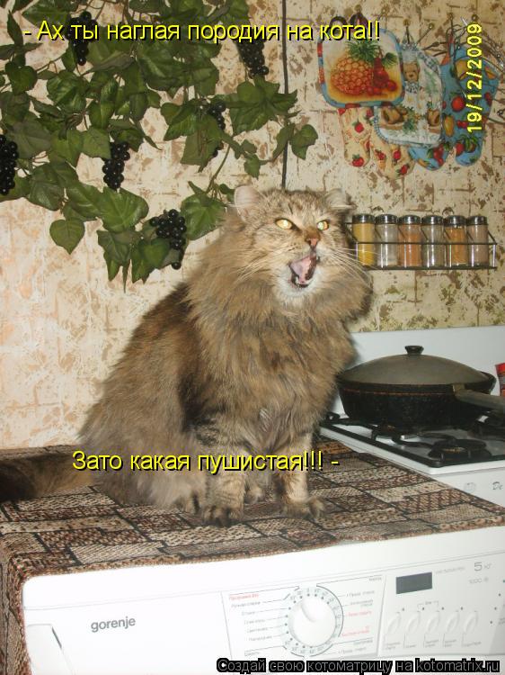 - Ах ты наглая породия на кота!! Зато какая пушистая!!! -... Котоматрица: - Ах ты наглая породия на кота!! Зато какая пушистая!!! -
