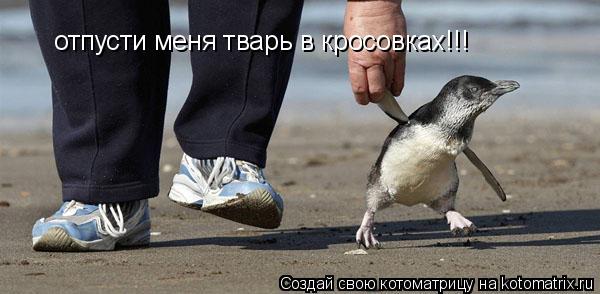 отпусти меня тварь в кросовках!!!... Котоматрица: отпусти меня тварь в кросовках!!!